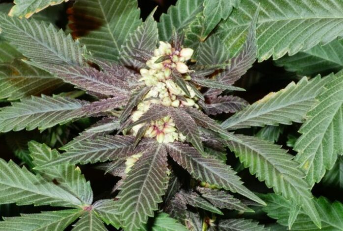 5 Benefits Of Fast Flowering Cannabis Seeds - FotoLog